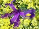 Purple Iris