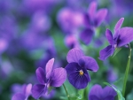 Violet Pansies