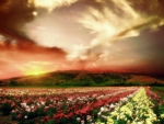 Field of Flowers