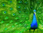 Proud Peacock