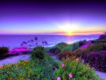 Lilac Sunset