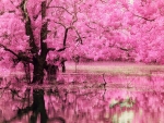 Pink Blossom Reflection