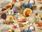 Coral and Seashells