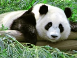Tired Panda