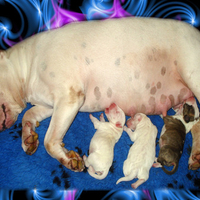 Bullterrier puppy's