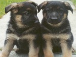 6 week old german shepard pups
