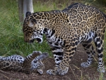Jaguar Cub playing with Mom