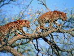 Leopards in Tree
