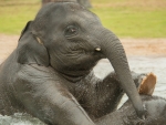 Baby Elephant Playing in Water