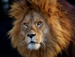 Majestic Male Lion