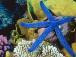 Starfish and Coral