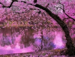 Sakura Tree Reflected in Pond