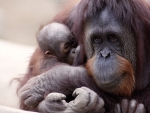 Orangutan Mother and Child