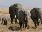 Elephant Family