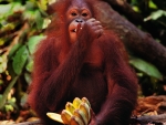Orangutan eating Bananas
