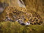 Sleepy Jaguar