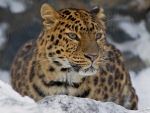 Leopard in the Snow
