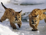 Cougar Cubs at Uinta National Forest in Utah