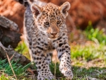 Jaguar Cub