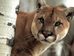 Beautiful Cougar