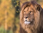Male Lion