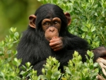 Chimpanzee