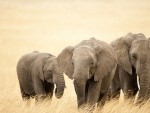 Baby Elephants