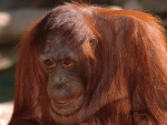 Orangutan