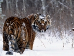 Siberian Tiger in the Snow