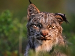Canadian Lynx