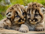 Cute Baby Cougars
