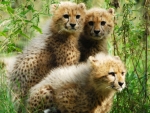 Cheetah Cubs