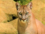 Cougar