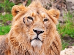 Male Lion