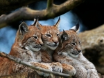 Lynx Family