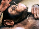Chimpanzee
