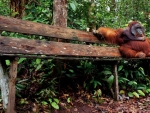 Orangutan on a Bench