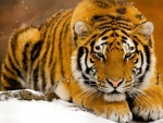 Siberian Tiger in the Snow