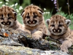 Baby Cougars