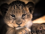 Adorable Lion Cub