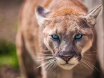Watch out a Cougar Coming at Ya
