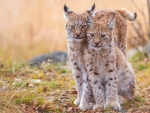 Young Lynx Couple