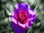 Purple Rose