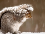 Squirrel in the Snow