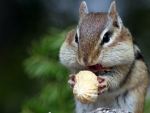 Chipmunk having Dinner