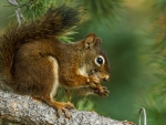 Squirrel Eating