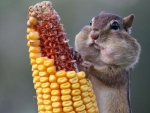 Chipmunk Eating Corn