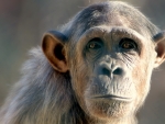 Chimpanzee