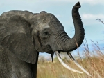 African Elephant