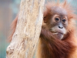 Orangutan